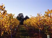 Vigneti in autunno
