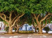 Fontana sotto alberi monumentali, Marsala, Trapani