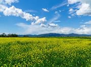 Grosseto, paesaggio della Maremma
