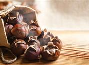 Marroni di Antrodoco