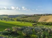 Ascoli Piceno uliveti delle Marche