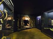 Museo, Vittorino Cazzetta