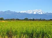 Vercelli, risaie e Monte Rosa