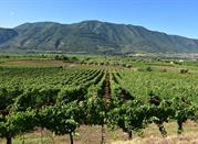 Vigneti in provincia di Benevento