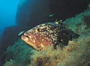 Punta Rubasacchi