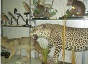 Museo di Storia Naturale