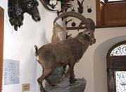 Museo regionale della fauna alpina Beck-Peccoz