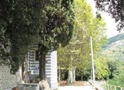 Cipresso Monumentale