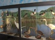 Museo Ornitologico Naturalistico 