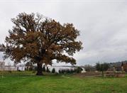 Quercia secolare
