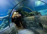 Sea Life Aquarium