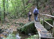 Foresta di Sant'Antonio