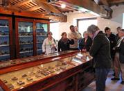 Museo di Storia Naturale A. Orsini