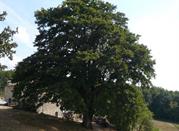 La Grande Quercia