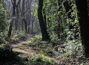 Bosco di Cornacchiaia