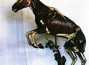 Museo di Anatomia degli Animali di interesse medico-veterinario