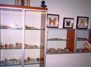 Museo Zoologico degli Invertebrati