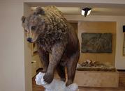 Museo dell'Orso