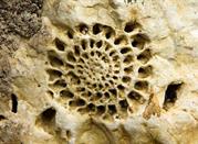 Museo Brembano di Scienze Naturali