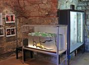 Museo Paleontologico della Rocca