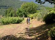 Azienda Agricola il Glicine Ecomuseo