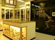 Museo di Anatomia degli Animali Domestici
