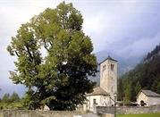 Tiglio monumentale