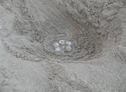 Tartaruga Caretta Caretta
