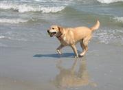 Spiaggia per Cani