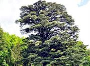 Cedro nel Parco Ducale