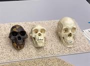 Museo Antiquarium Comunale