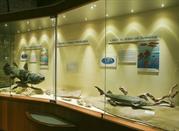 Museo Paleontologico