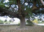 Roverella delle checche