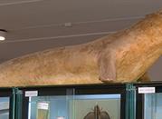 Museo di Biologia Marina
