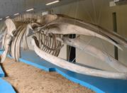Museo Ittico