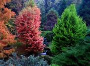 Orto Botanico delle conifere coltivate