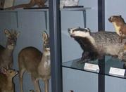 Museo di Scienze Naturali