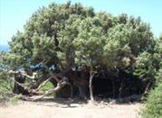 L'Albero del Poeta