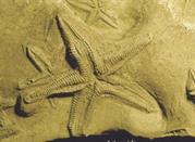 Museo Geologico