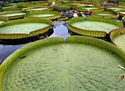 Giardino Botanico di Villa Bricherasio