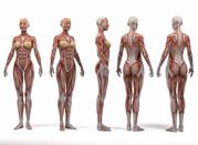 Museo Anatomico 