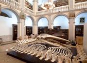 Museo Civico 
