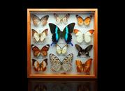 Museo di Scienze Naturali