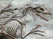 Museo Geo-Paleontologico