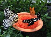 Museo Natura