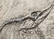 Museo Paleontologico Parmense