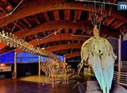 Museo Provinciale di Storia Naturale