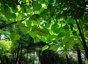 Orto Botanico