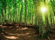Parco Nazionale dell' Aspromonte