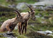 Parco Nazionale Gran Paradiso